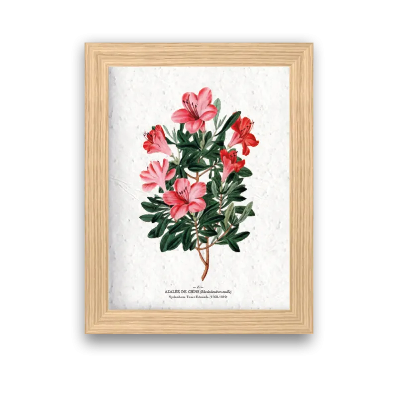 Affiche déco Azalée à planter | Papierfleur, le papier qui fleurit