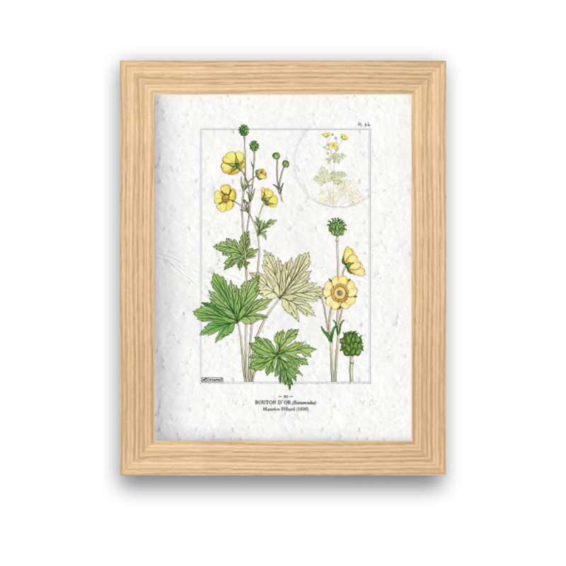 Affiche déco Bouton d'or à planter | Papierfleur, le papier qui fleurit