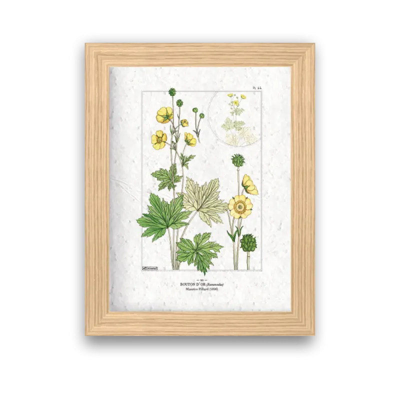 Affiche déco Bouton d'or à planter | Papierfleur, le papier qui fleurit