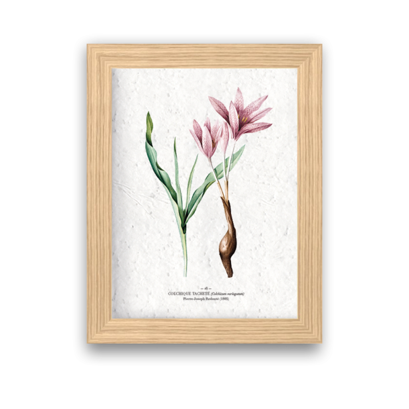 Affiche déco Colchique à planter | Papierfleur, le papier qui fleurit