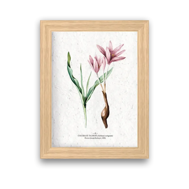 Affiche déco Colchique à planter | Papierfleur, le papier qui fleurit