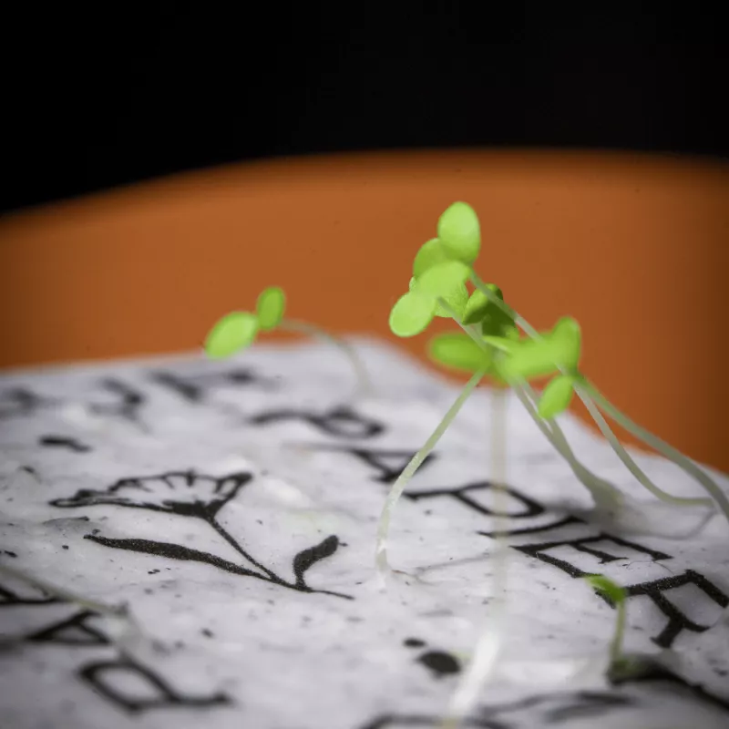 Carte à planter « Un mot doux pour toi », fête des pères. Papierfleur.fr le papier qui fleurit