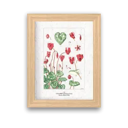 Affiche déco Cyclamen à planter | Papierfleur, le papier qui fleurit