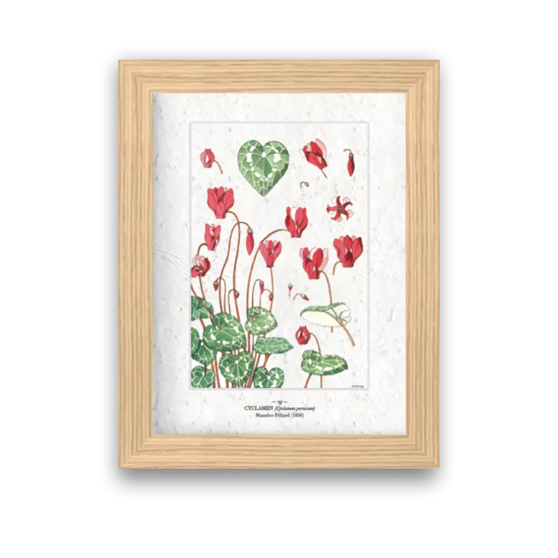 Affiche déco Cyclamen à planter | Papierfleur, le papier qui fleurit