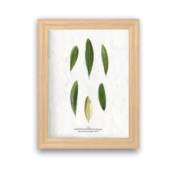 Affiche déco Feuilles olivier à planter | Papierfleur, le papier qui fleurit