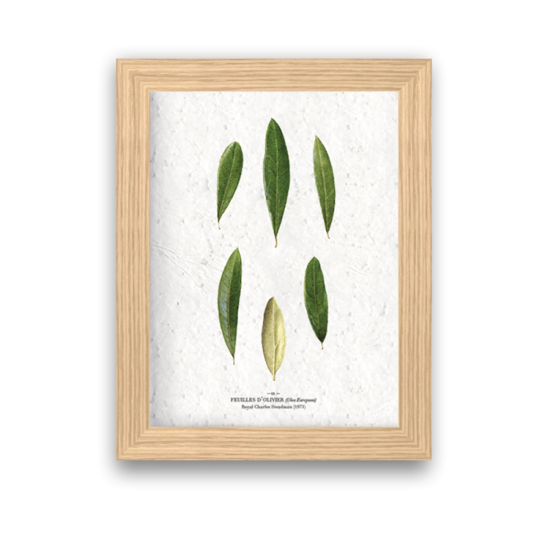 Affiche déco Feuilles olivier à planter | Papierfleur, le papier qui fleurit