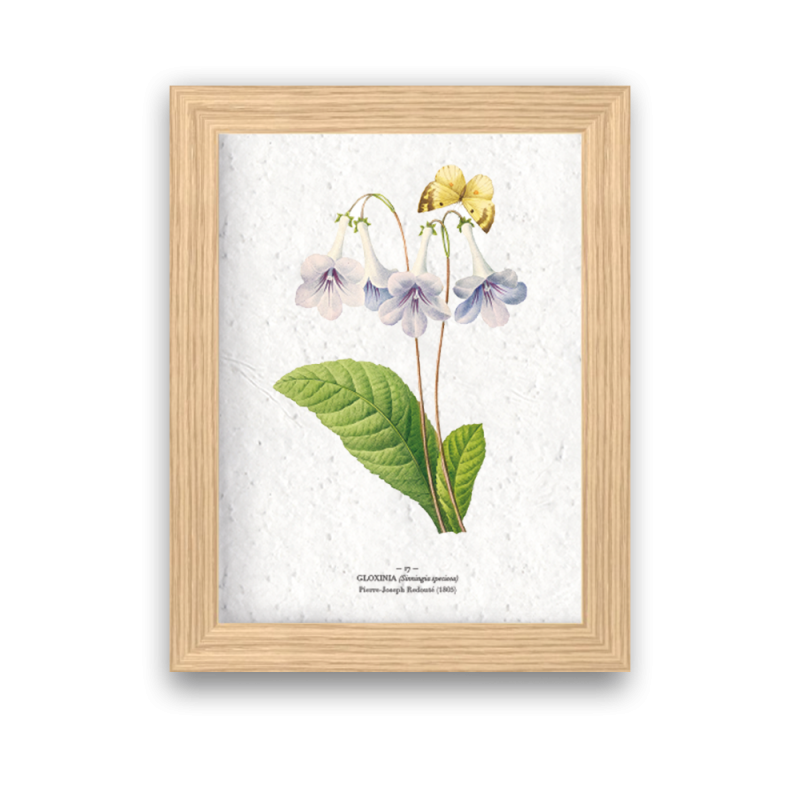 Affiche déco gloxina à planter | Papierfleur, le papier qui fleurit
