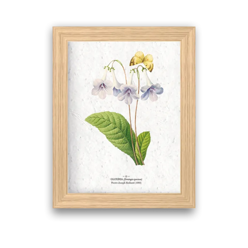 Affiche déco gloxina à planter | Papierfleur, le papier qui fleurit