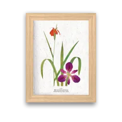 Affiche déco iris à planter | Papierfleur, le papier qui fleurit