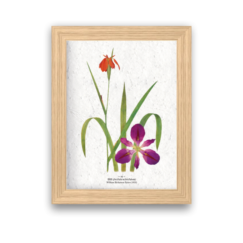 Affiche déco iris à planter | Papierfleur, le papier qui fleurit