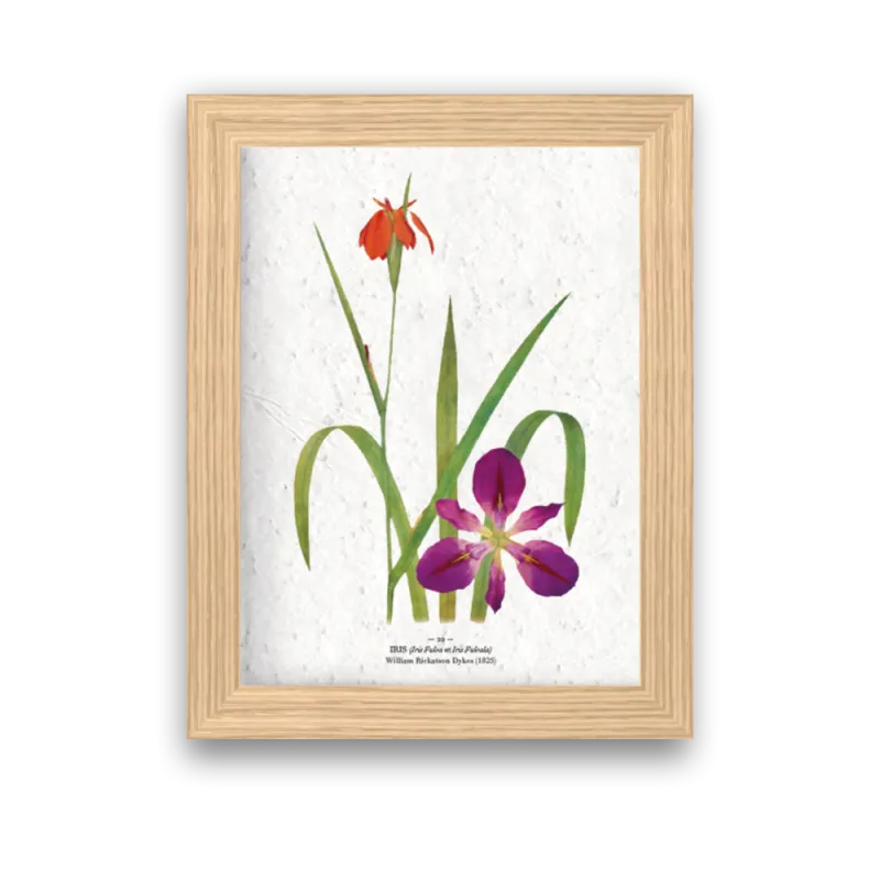 Affiche déco iris à planter | Papierfleur, le papier qui fleurit