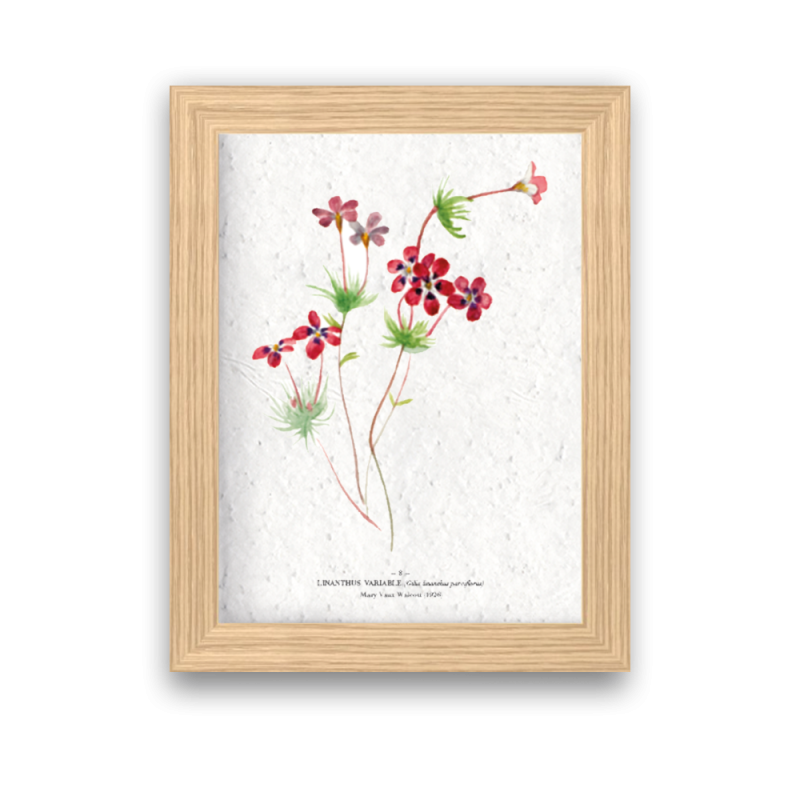 Affiche déco Linathus à planter | Papierfleur, le papier qui fleurit