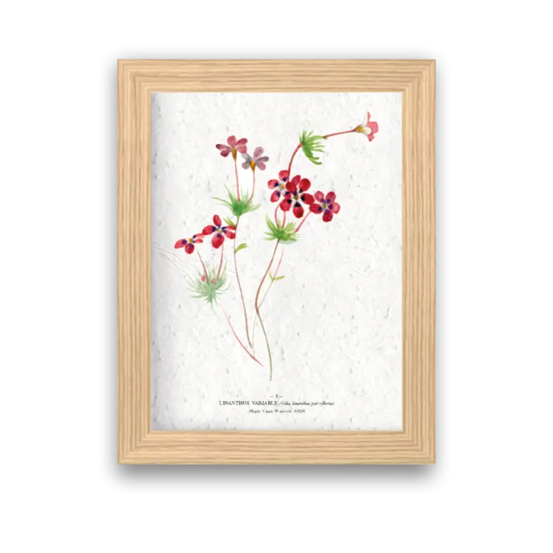 Affiche déco Linathus à planter | Papierfleur, le papier qui fleurit