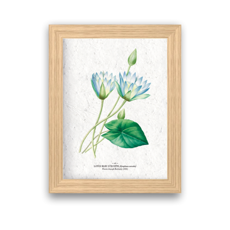 Affiche déco Lotus bleu à planter | Papierfleur, le papier qui fleurit