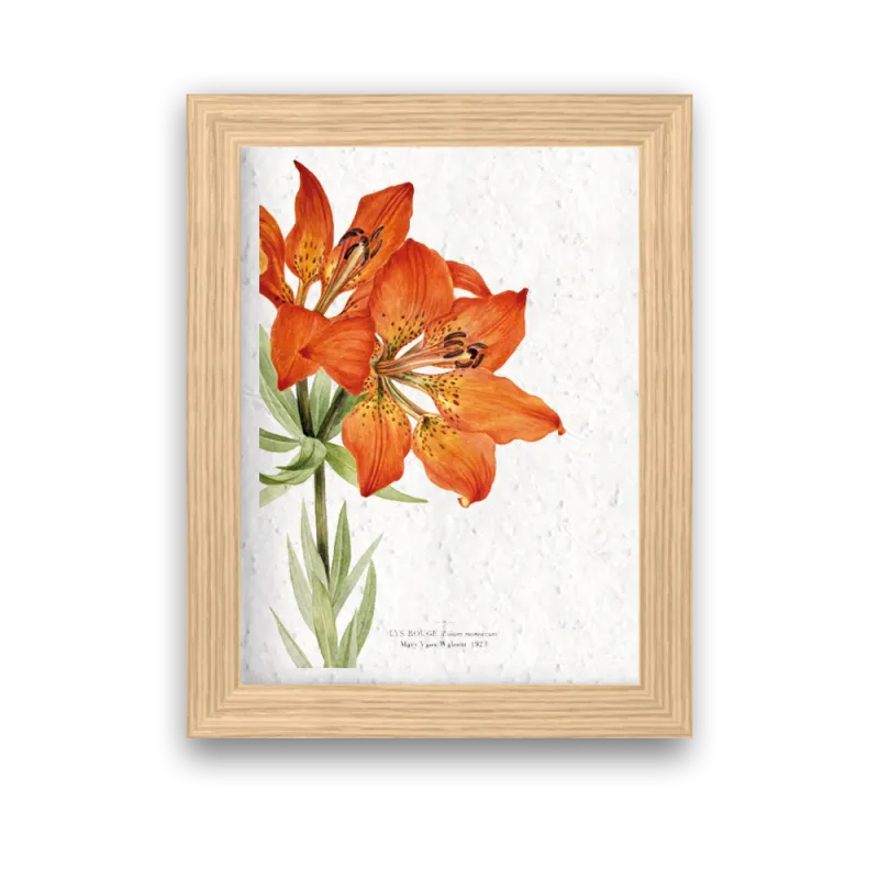 Affiche déco Lys rouge à planter | Papierfleur, le papier qui fleurit