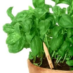 Crayon à planter, Basilic