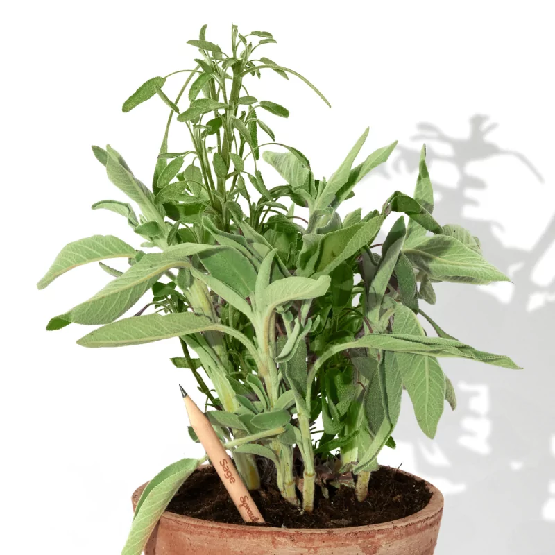 Découvrez le crayon à planter, fabriqué en bois de cèdre certifié FSC.