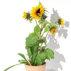 Crayon à planter, Tournesol