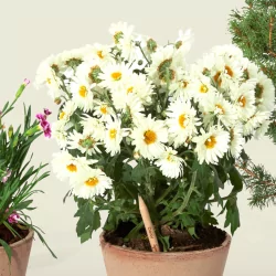 Crayon à planter, Marguerite