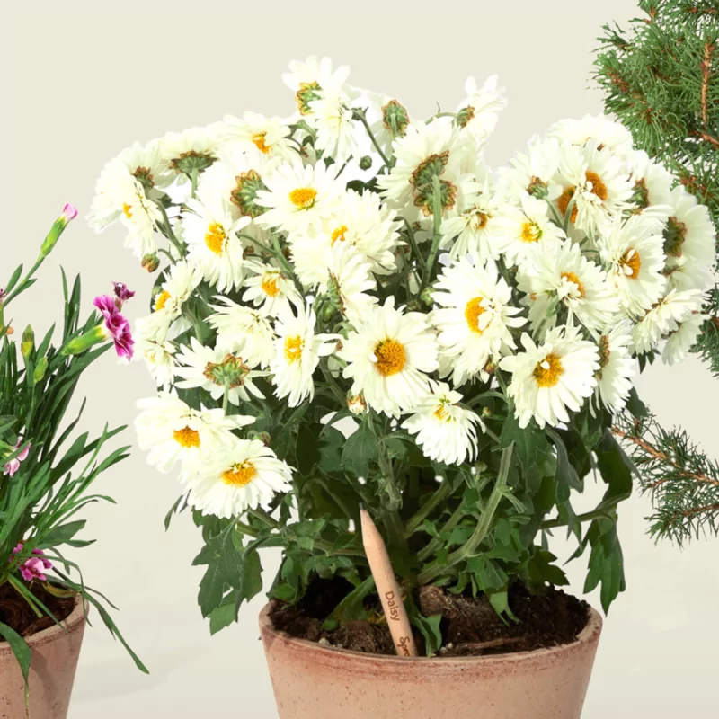 Découvrez le crayon à planter, fabriqué en bois de cèdre certifié FSC.