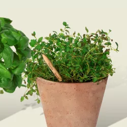 Crayon à planter, Thym