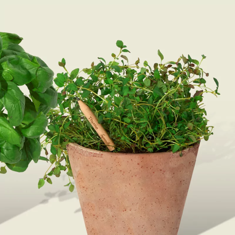 Découvrez le crayon à planter, fabriqué en bois de cèdre certifié FSC.