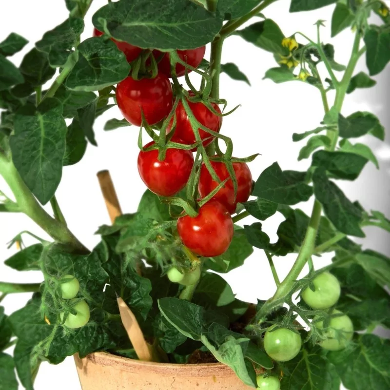 Découvrez le crayon à planter, fabriqué en bois de cèdre certifié FSC.