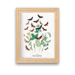 Affiche déco Papillons et chenilles à planter | Papierfleur, le papier qui fleurit