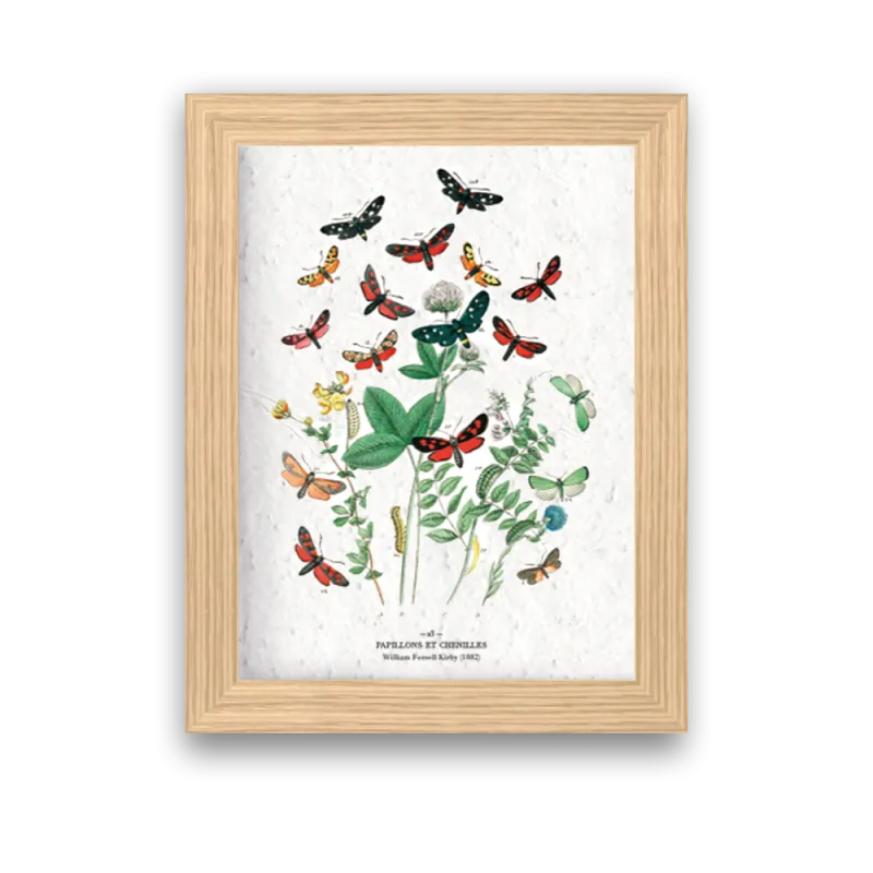 Affiche déco Papillons et chenilles à planter | Papierfleur, le papier qui fleurit
