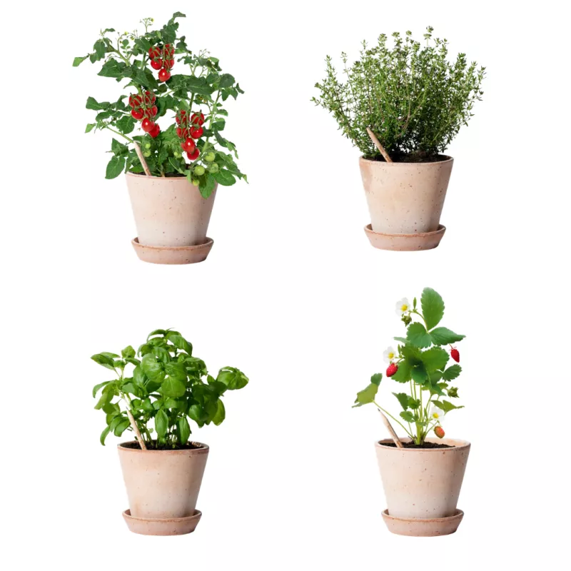 Le crayon à planter est bien plus qu’un simple objet : c’est une idée qui continue de vivre après avoir été utilisée.