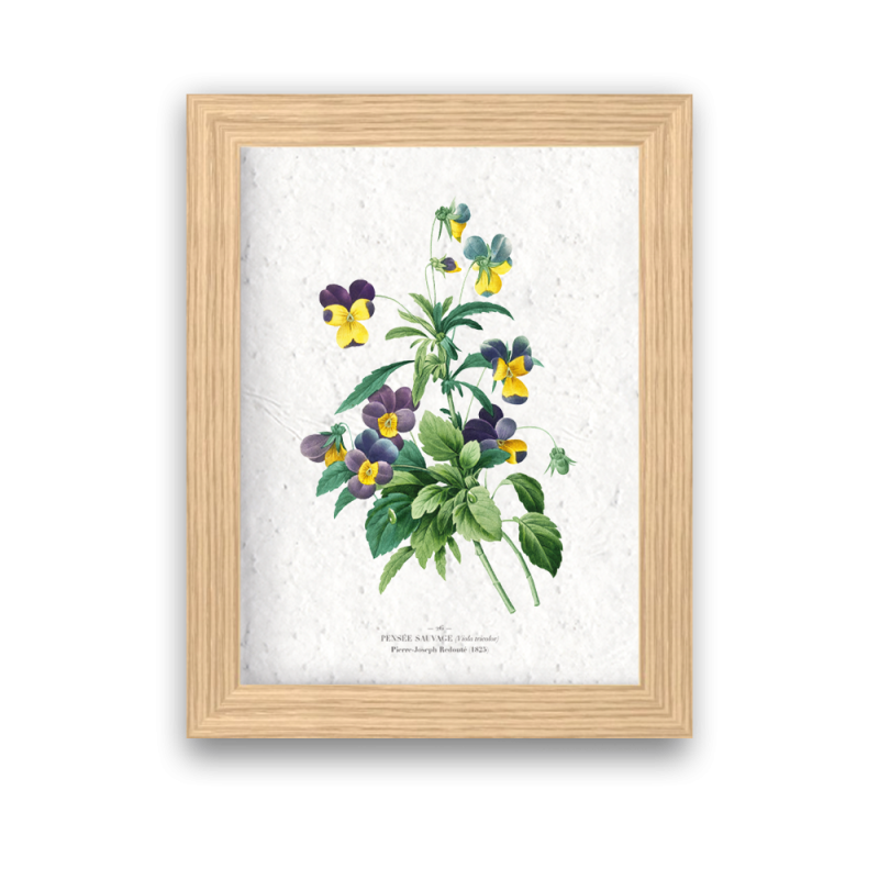 Affiche déco Pensées sauvages à planter | Papierfleur, le papier qui fleurit