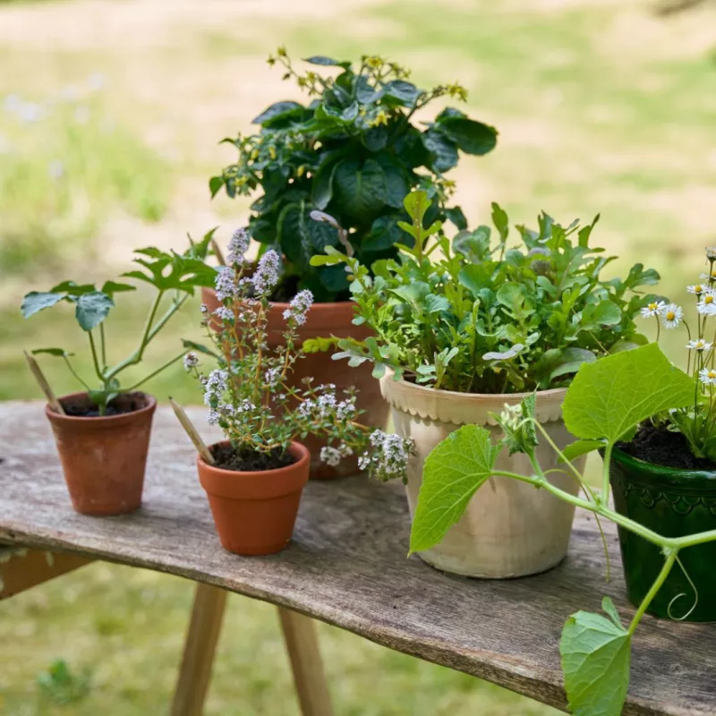 Le crayon à planter est bien plus qu’un simple objet : c’est une idée qui continue de vivre après avoir été utilisée.