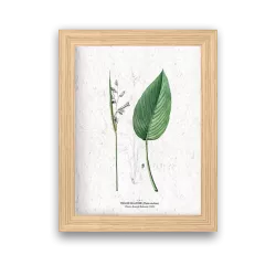 Affiche à planter « Thalie blanche »