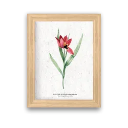 Affiche déco Tulipe œil de soleil à planter | Papierfleur, le papier qui fleurit