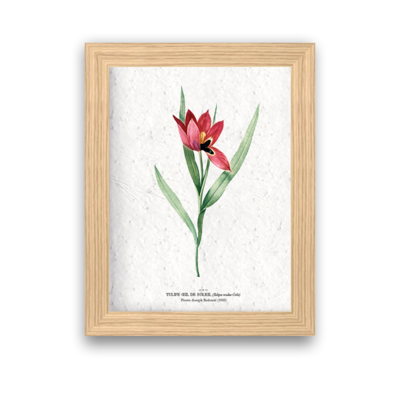 Affiche déco Tulipe œil de soleil à planter | Papierfleur, le papier qui fleurit