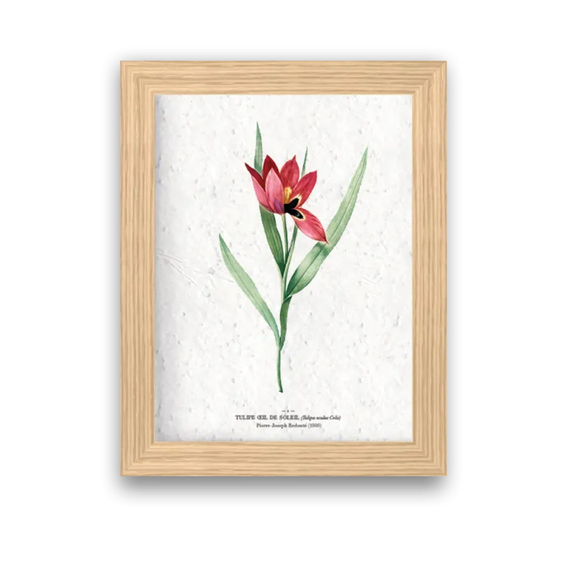 Affiche déco Tulipe œil de soleil à planter | Papierfleur, le papier qui fleurit