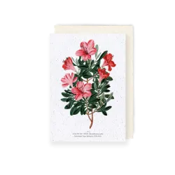 Carte à planter - Azalée de Chine | Papierfleur.fr, le papier qui fleurit