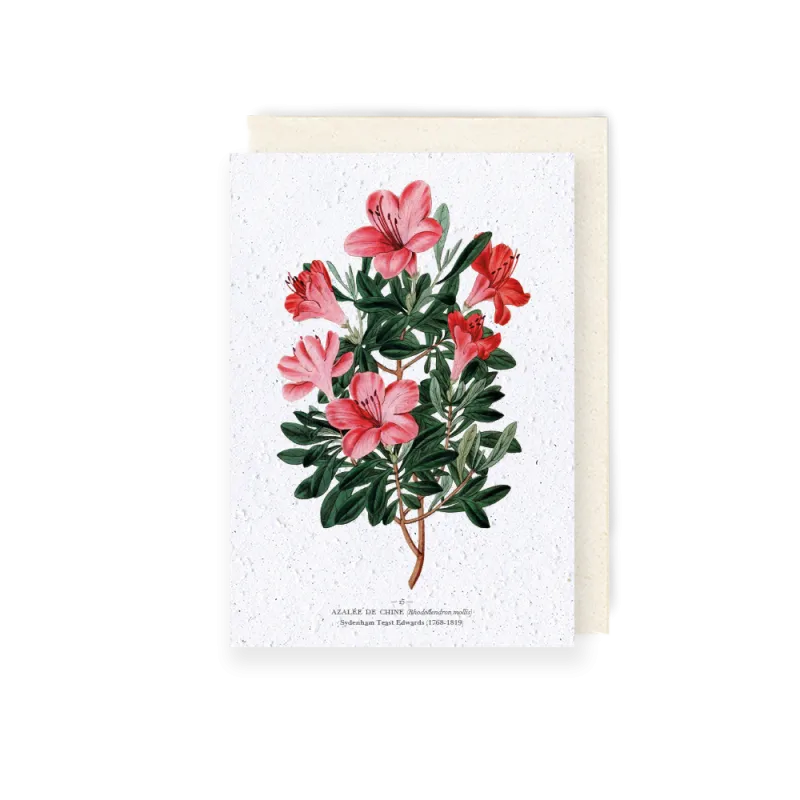 Carte à planter - Azalée de Chine | Papierfleur.fr, le papier qui fleurit