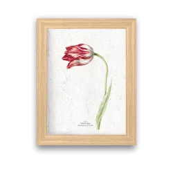 Affiche déco Tulipe à planter | Papierfleur, le papier qui fleurit