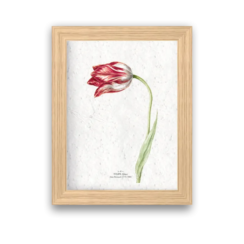 Affiche déco Tulipe à planter | Papierfleur, le papier qui fleurit