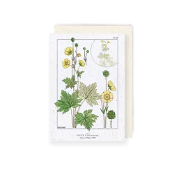 Carte à planter - Planche de Bouton d'Or | Papierfleur.fr, le papier qui fleurit