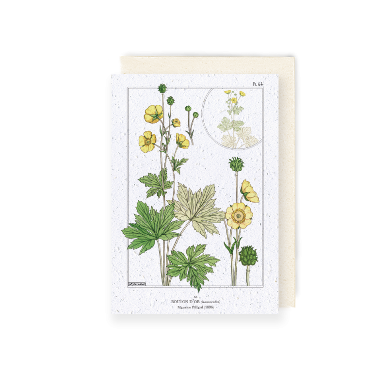 Carte à planter - Planche de Bouton d'Or | Papierfleur.fr, le papier qui fleurit