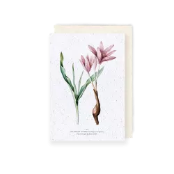 Carte à planter « Colchique tacheté »