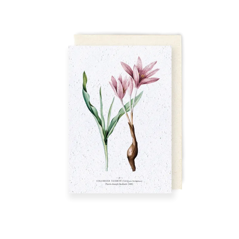 Carte à planter - Colchique tacheté | Papierfleur.fr, le papier qui fleurit