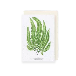 Carte à planter « Fougère » (Adiantum Pubescens)