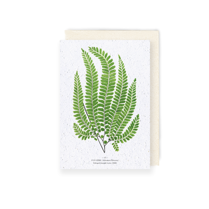 Carte à planter - Fougère (Adiantum Pubescens) | Papierfleur.fr, le papier qui fleurit
