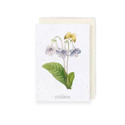 Carte à planter « Gloxina »