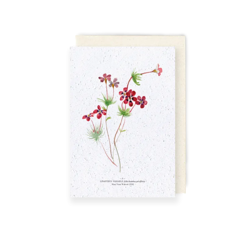 Carte à planter - Linathus | Papierfleur.fr, le papier qui fleurit
