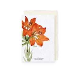 Carte à planter « Lys rouge »