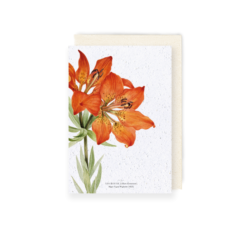 Carte à planter - Lys rouge | Papierfleur.fr, le papier qui fleurit